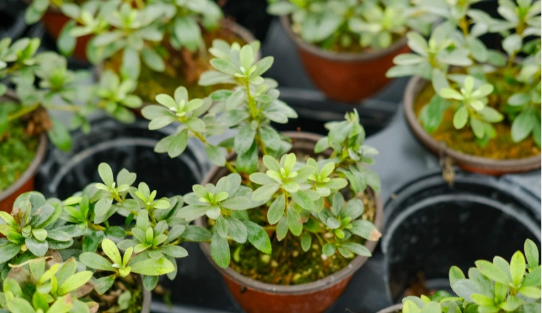 杜鹃花如何繁殖 杜鹃花如何繁殖