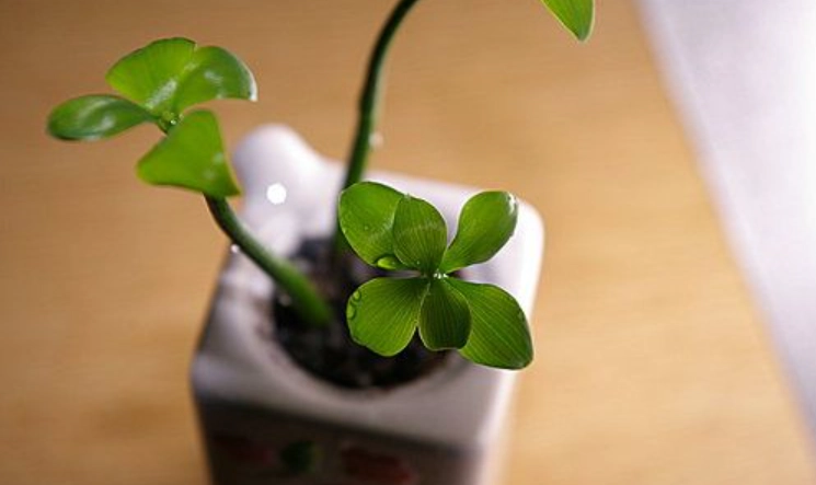 圓葉竹柏病害防治 圓葉竹柏病害防治