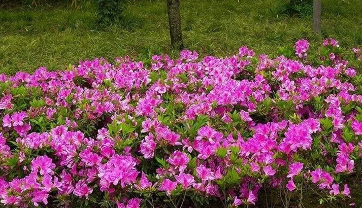 杜鹃花繁殖方法 杜鹃花繁殖方法