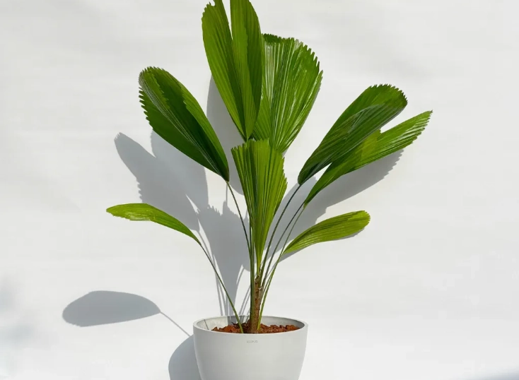 圓扇蒲葵光照需求