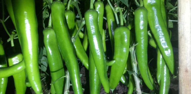 影響辣椒生長因素 影響辣椒生長因素