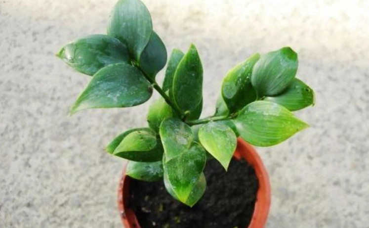 圓葉竹柏病害防治 圓葉竹柏病害防治