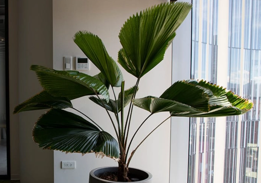 室內植物圓扇蒲葵 室內植物圓扇蒲葵