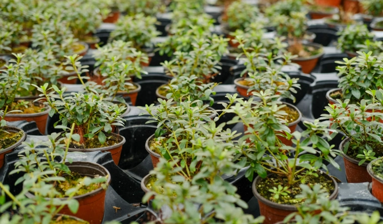 杜鹃花繁殖方法 杜鹃花繁殖方法