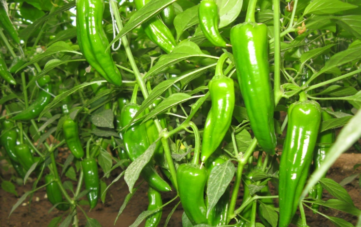 辣椒快速生長方法 辣椒快速生長方法