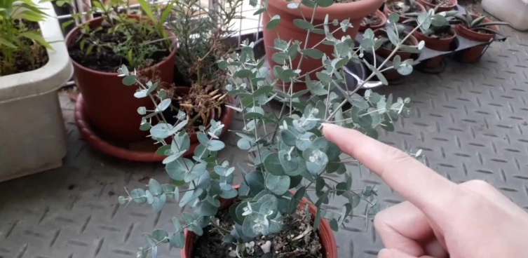 尤加利盆栽養護 尤加利盆栽養護