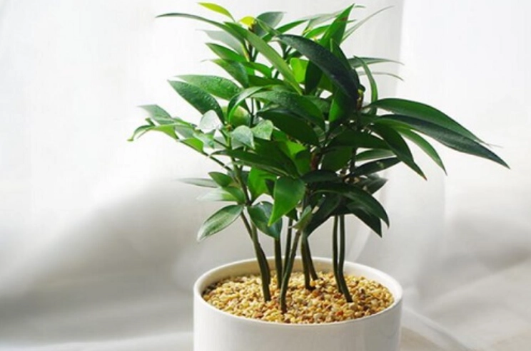 竹柏照顧 竹柏照顧