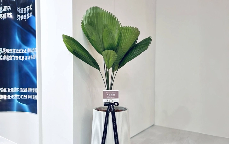 圓扇蒲葵室內養護 圓扇蒲葵室內養護