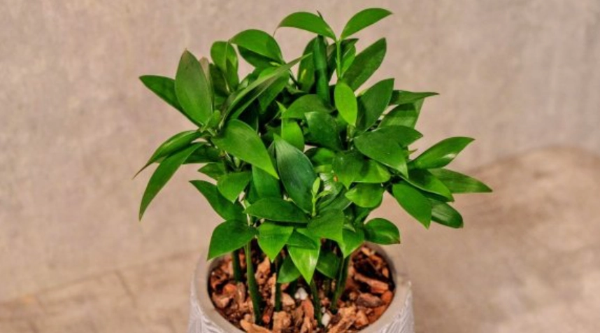 圓葉竹柏養護方法 圓葉竹柏養護方法