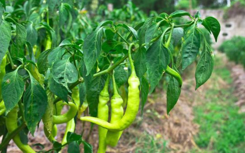 影響辣椒生長因素 影響辣椒生長因素