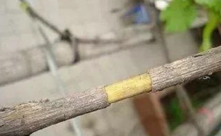 杜鹃花繁殖技巧 杜鹃花繁殖技巧