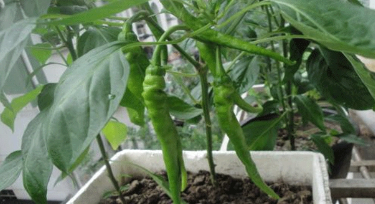 影響辣椒生長因素 影響辣椒生長因素