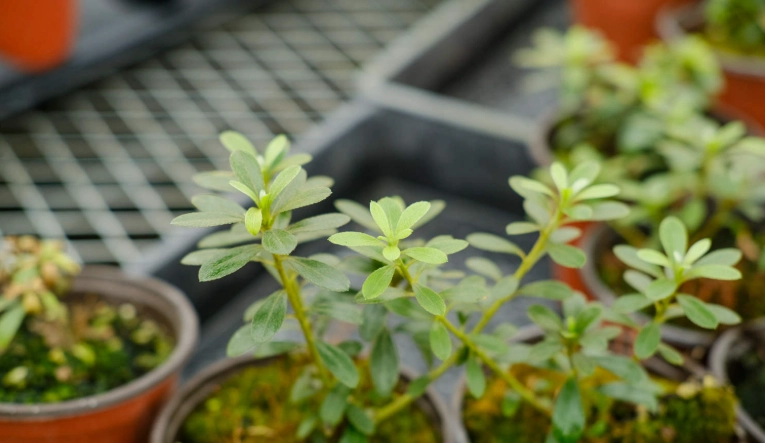 杜鹃花繁殖技巧 杜鹃花繁殖技巧