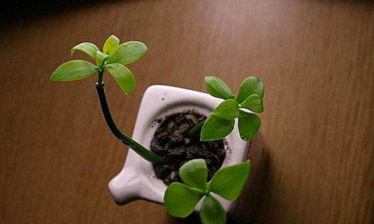 圓葉竹柏養護方法 圓葉竹柏養護方法