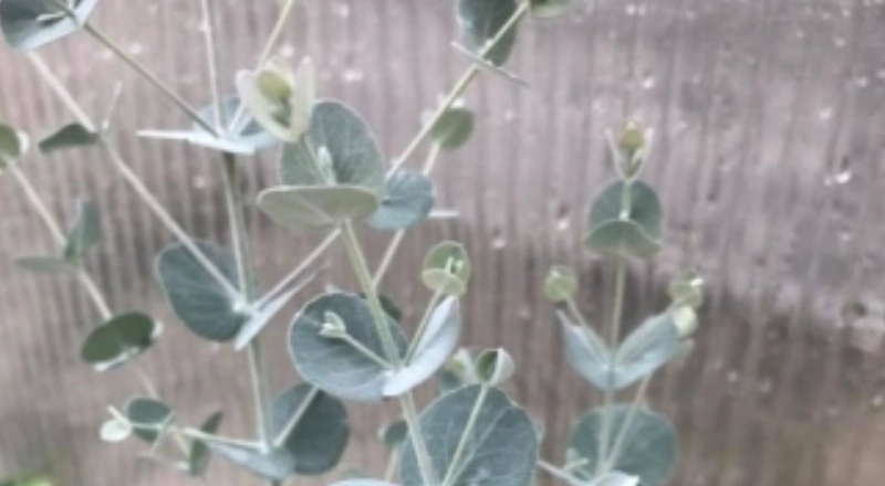 藍冰尤加利病蟲害