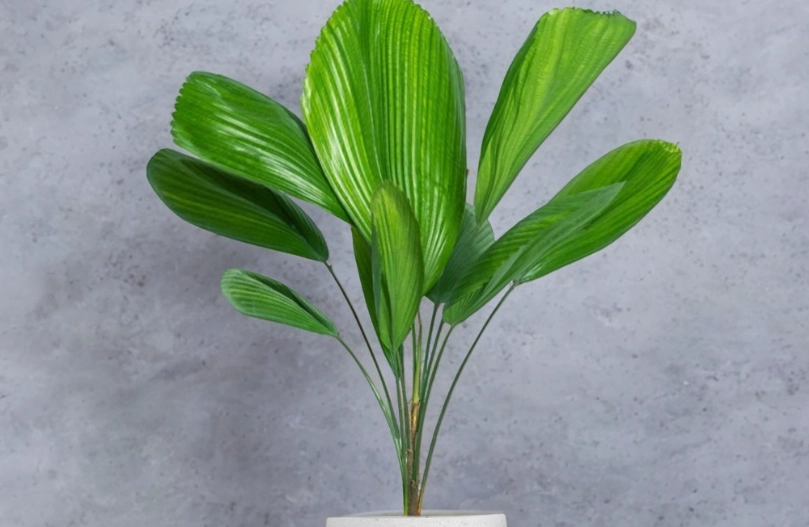 圓扇蒲葵光照需求