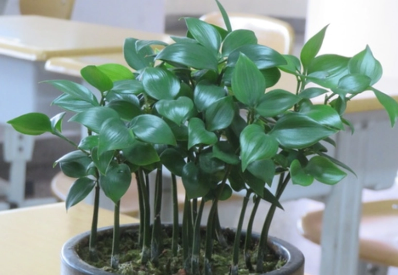 圓葉竹柏養護方法 圓葉竹柏養護方法