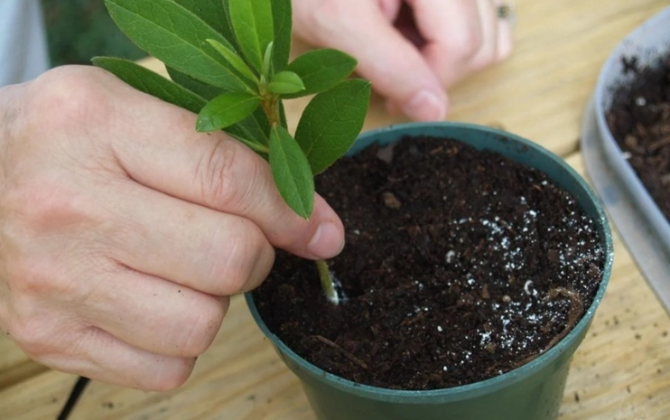 杜鹃花如何繁殖 杜鹃花如何繁殖