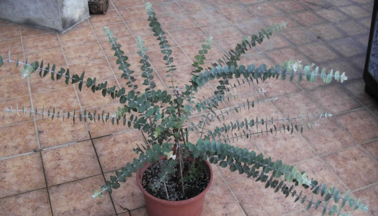 尤加利盆栽養護 尤加利盆栽養護