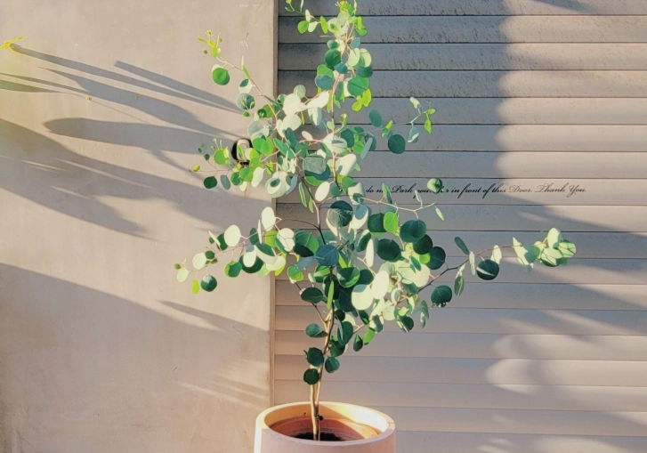 盆栽植物照顧 盆栽植物照顧