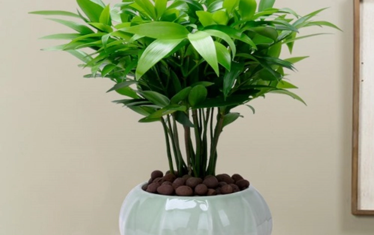 竹柏植物 竹柏植物