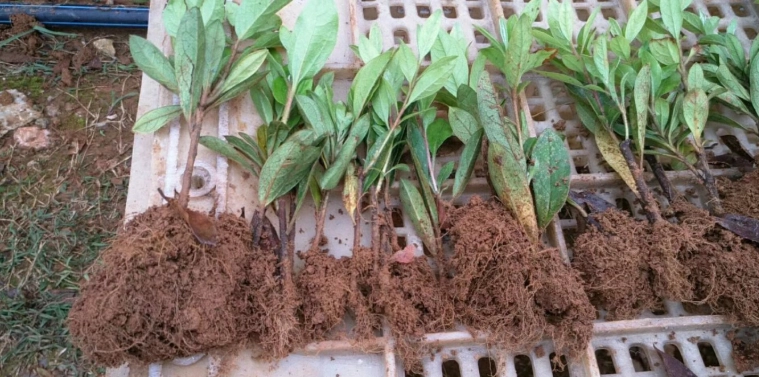 杜鹃花繁殖方法 杜鹃花繁殖方法