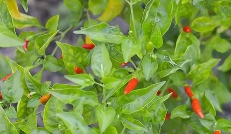 指天椒朝天椒品種 指天椒朝天椒品種