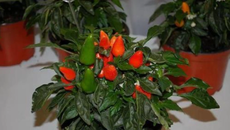 辣椒繁殖方法 辣椒繁殖方法