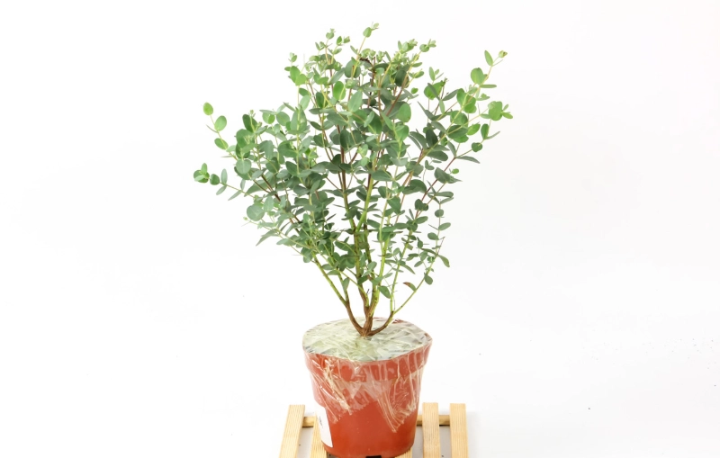 尤加利繁殖方法