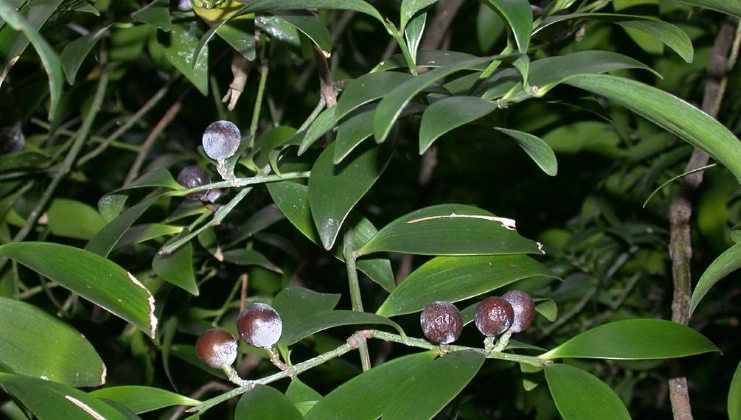 竹柏果實毒性 竹柏果實毒性