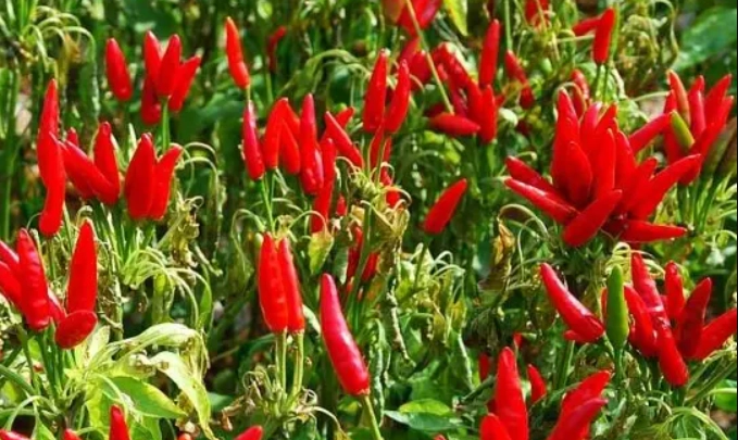 朝天椒辣度 朝天椒辣度