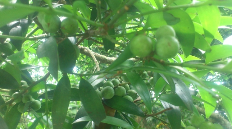 竹柏果實營養 竹柏果實營養