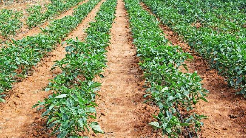 辣椒種植技巧 辣椒種植技巧