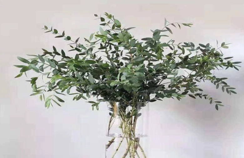 尤加利種子繁殖