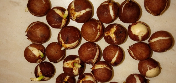 竹柏種子發芽技巧