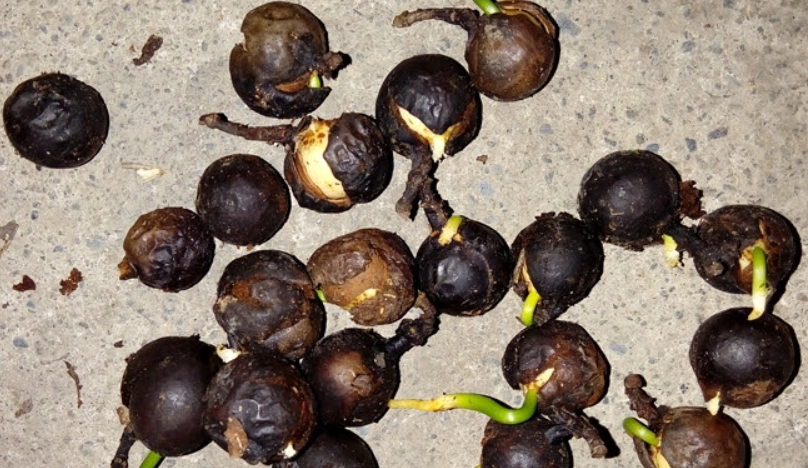 竹柏種子發芽方法 竹柏種子發芽方法