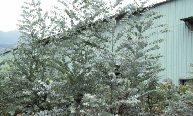 尤加利扦插技巧