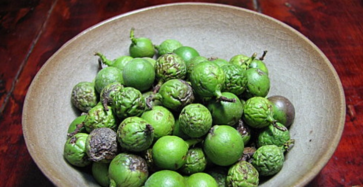 竹柏果實營養 竹柏果實營養