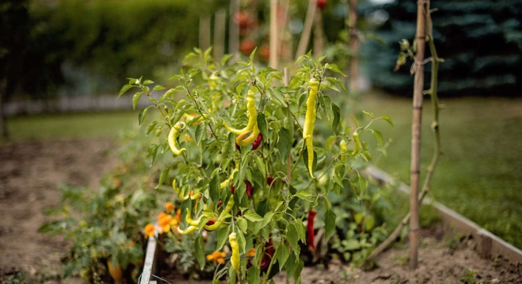 辣椒種子發芽 辣椒種子發芽