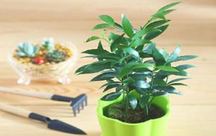 竹柏枯萎原因 竹柏枯萎原因