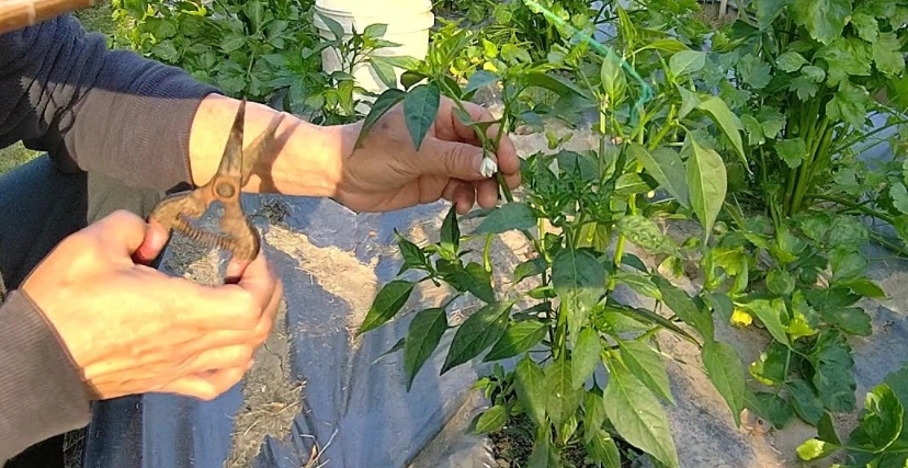 辣椒樹修剪時機