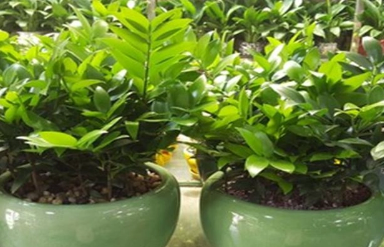 竹柏救治方法 竹柏救治方法