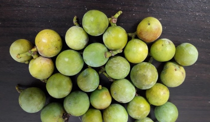 竹柏果實食用 竹柏果實食用