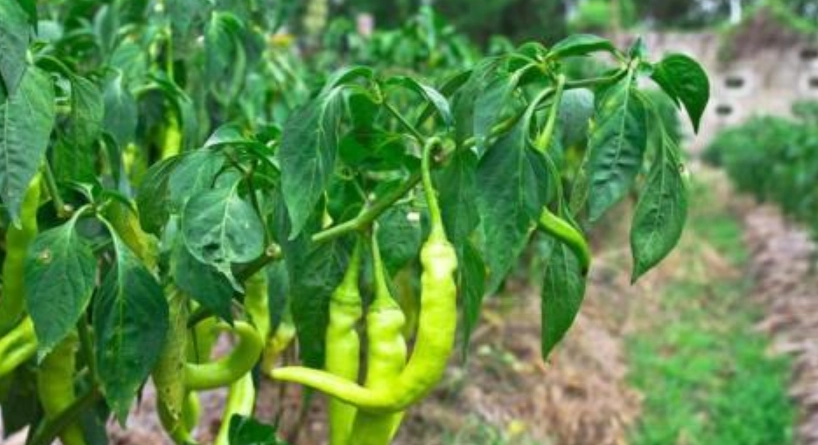 辣椒繁殖方法 辣椒繁殖方法