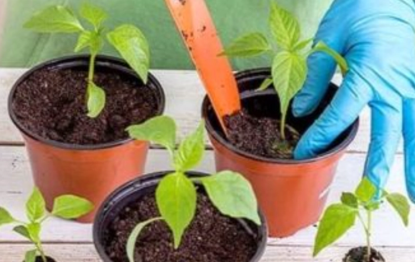 辣椒種植技巧 辣椒種植技巧