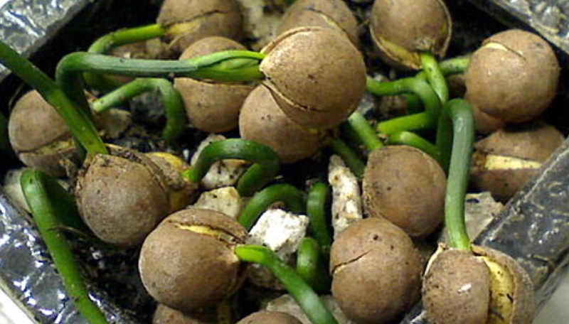 竹柏種子發芽方法 竹柏種子發芽方法