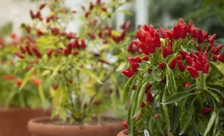 辦公室盆栽辣椒