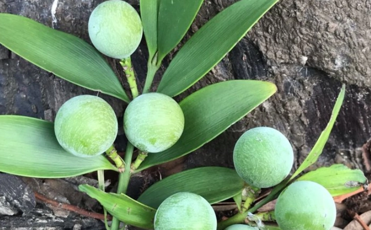 竹柏果實食用 竹柏果實食用