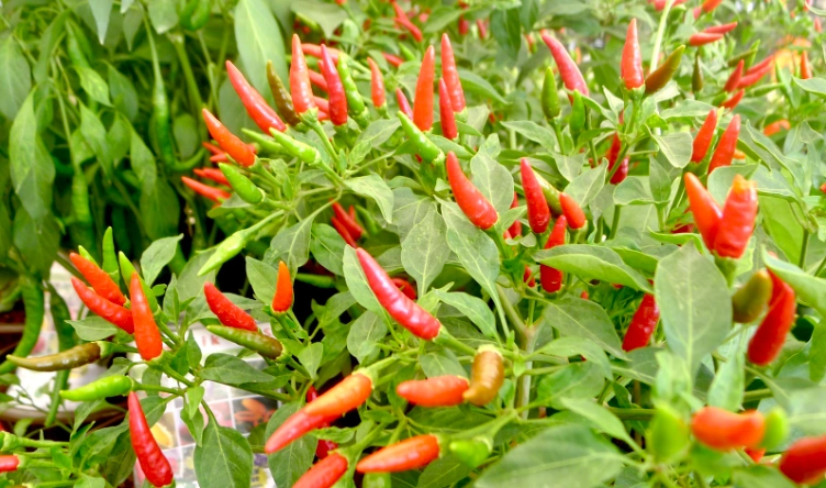 指天椒朝天椒品種 指天椒朝天椒品種