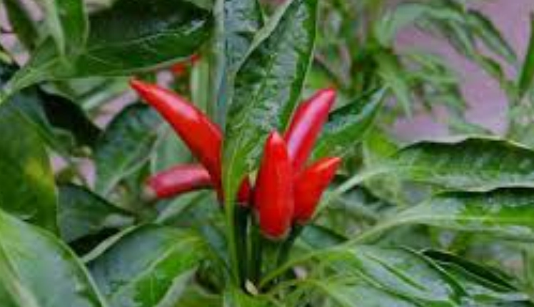 指天椒用途 指天椒用途